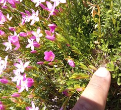 Centaurium portense