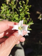 Clematis campaniflora