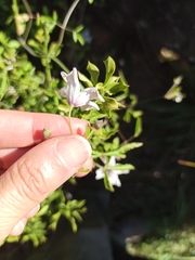 Clematis campaniflora