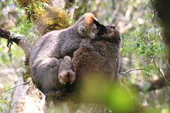 Eulemur rufifrons