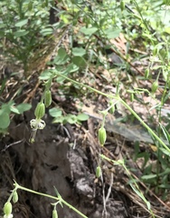 Silene lemmonii