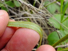 Puccinia sii-falcariae