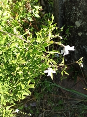 Clematis campaniflora