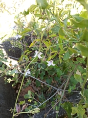 Clematis campaniflora