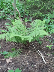 Athyrium filix-femina