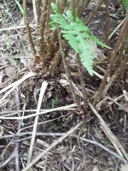 Athyrium filix-femina
