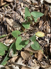 Aristolochia californica