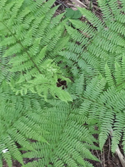 Athyrium filix-femina
