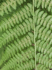 Athyrium filix-femina