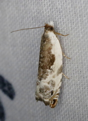 Ancylis nubeculana