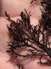 Cryptosiphonia woodii