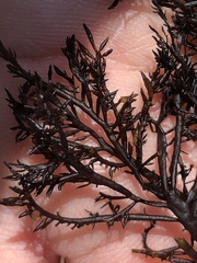 Cryptosiphonia woodii