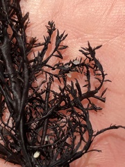 Cryptosiphonia woodii