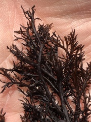 Cryptosiphonia woodii