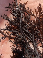 Cryptosiphonia woodii