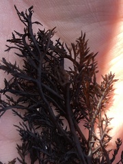 Cryptosiphonia woodii