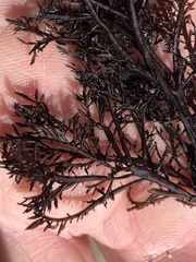 Cryptosiphonia woodii