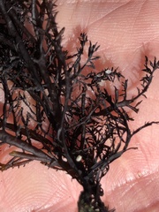 Cryptosiphonia woodii