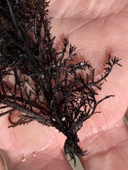 Cryptosiphonia woodii