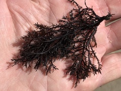 Cryptosiphonia woodii