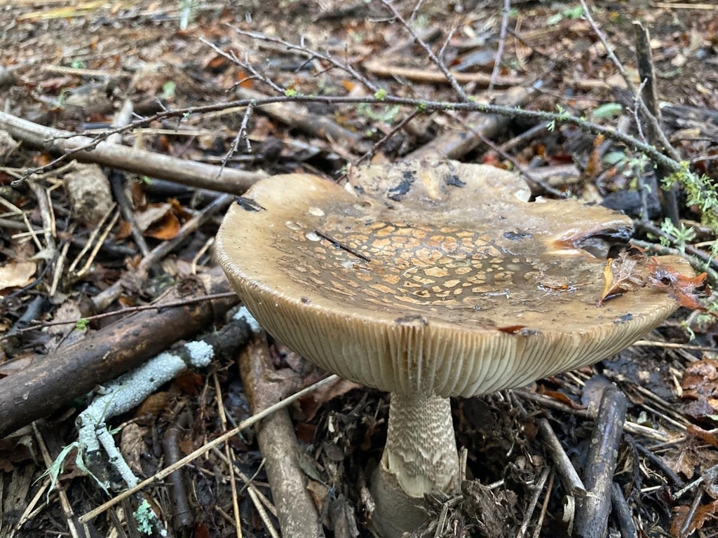 Amanita rubescens · May 2021 · photo: © lornamolden (iNaturalist, cc-by-nc)