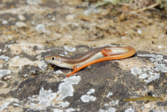Eumeces schneiderii