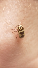 Cryptocephalus leucomelas