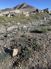 Potentilla morefieldii