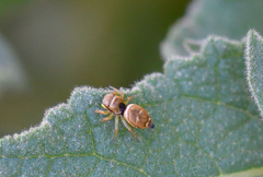 Heliophanus tribulosus