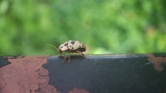 Cryptocephalus leucomelas