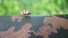 Cryptocephalus leucomelas