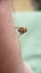 Cryptocephalus leucomelas