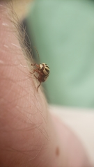 Cryptocephalus leucomelas