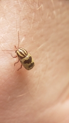 Cryptocephalus leucomelas