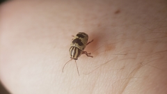 Cryptocephalus leucomelas