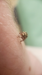 Cryptocephalus leucomelas