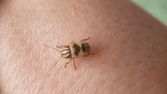 Cryptocephalus leucomelas