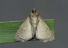 Colobochyla salicalis