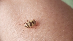 Cryptocephalus leucomelas