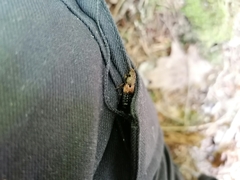 Platydracus chalcocephalus