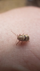 Cryptocephalus leucomelas