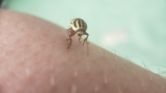 Cryptocephalus leucomelas