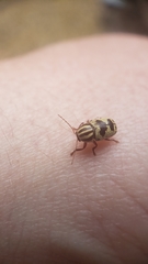 Cryptocephalus leucomelas