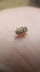 Cryptocephalus leucomelas