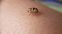 Cryptocephalus leucomelas