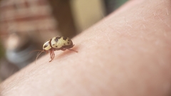 Cryptocephalus leucomelas