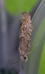 Epinotia solicitana