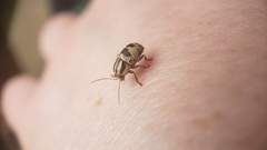 Cryptocephalus leucomelas