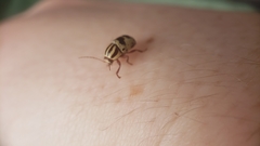 Cryptocephalus leucomelas