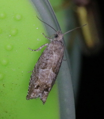 Epinotia solicitana